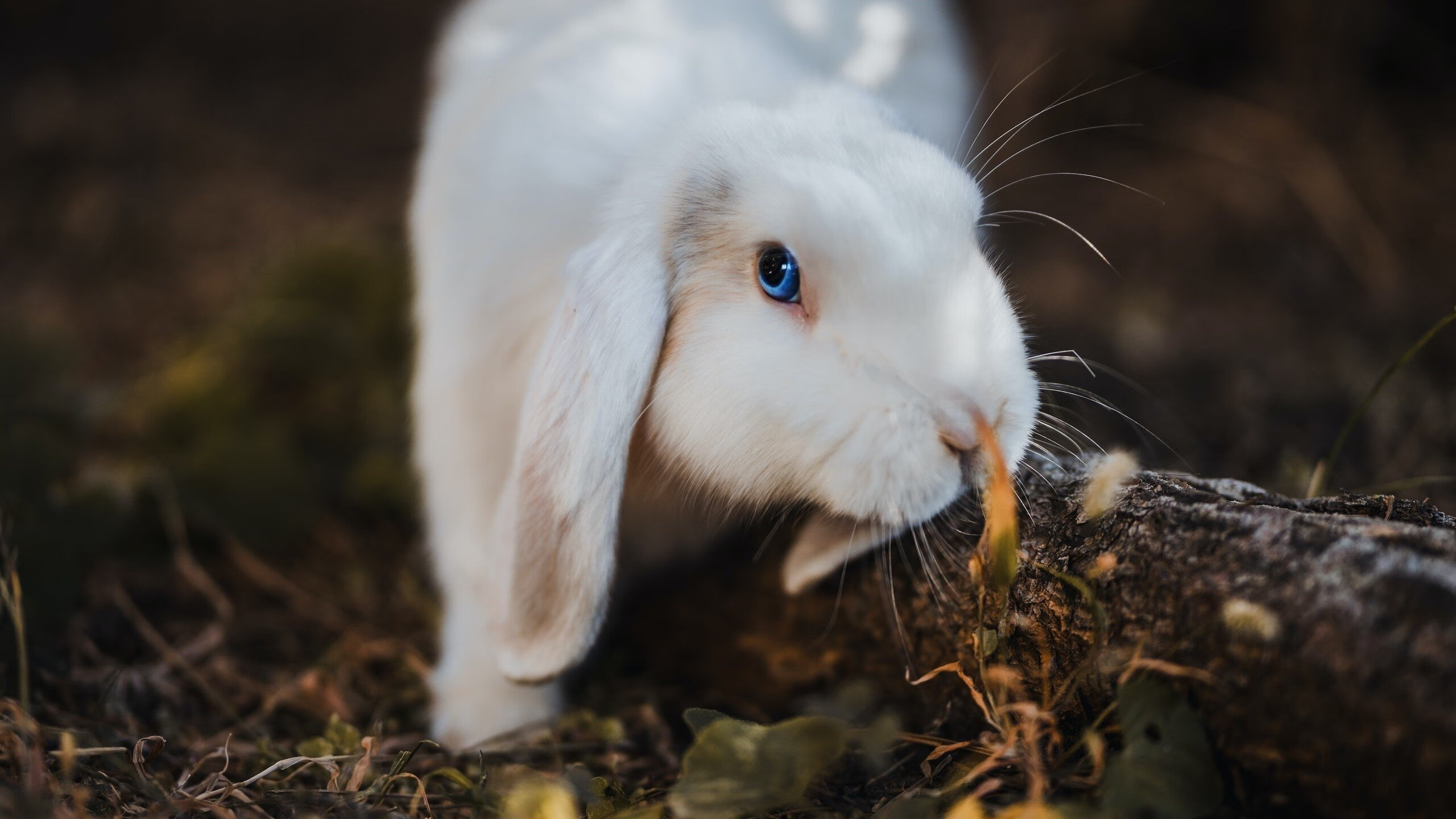 当总决赛的枪响震动拉沃尔杯，兹维列夫用私人胜利改写团队规则