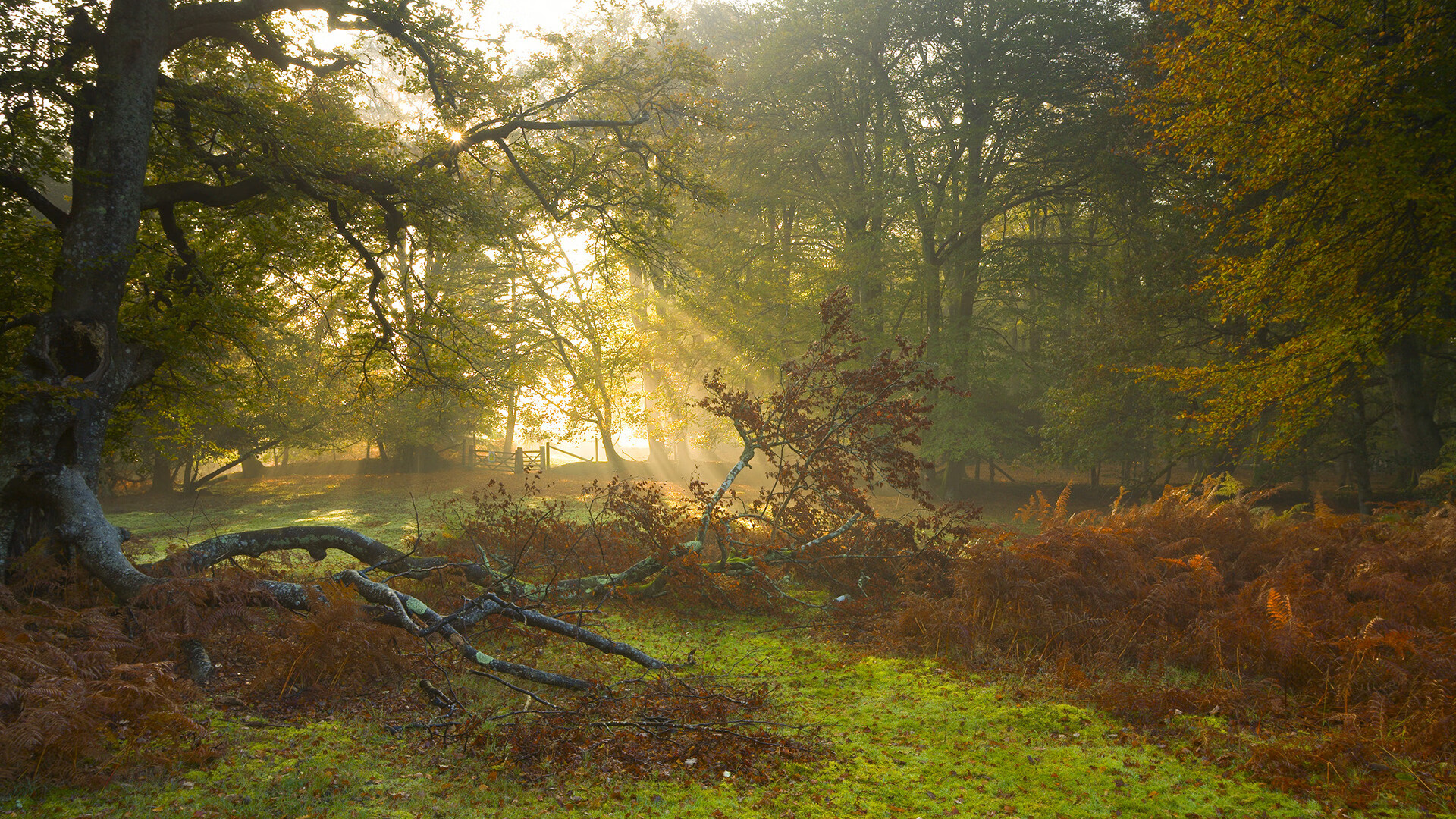 魔术师库里施展绝技，致命三分点燃赛场