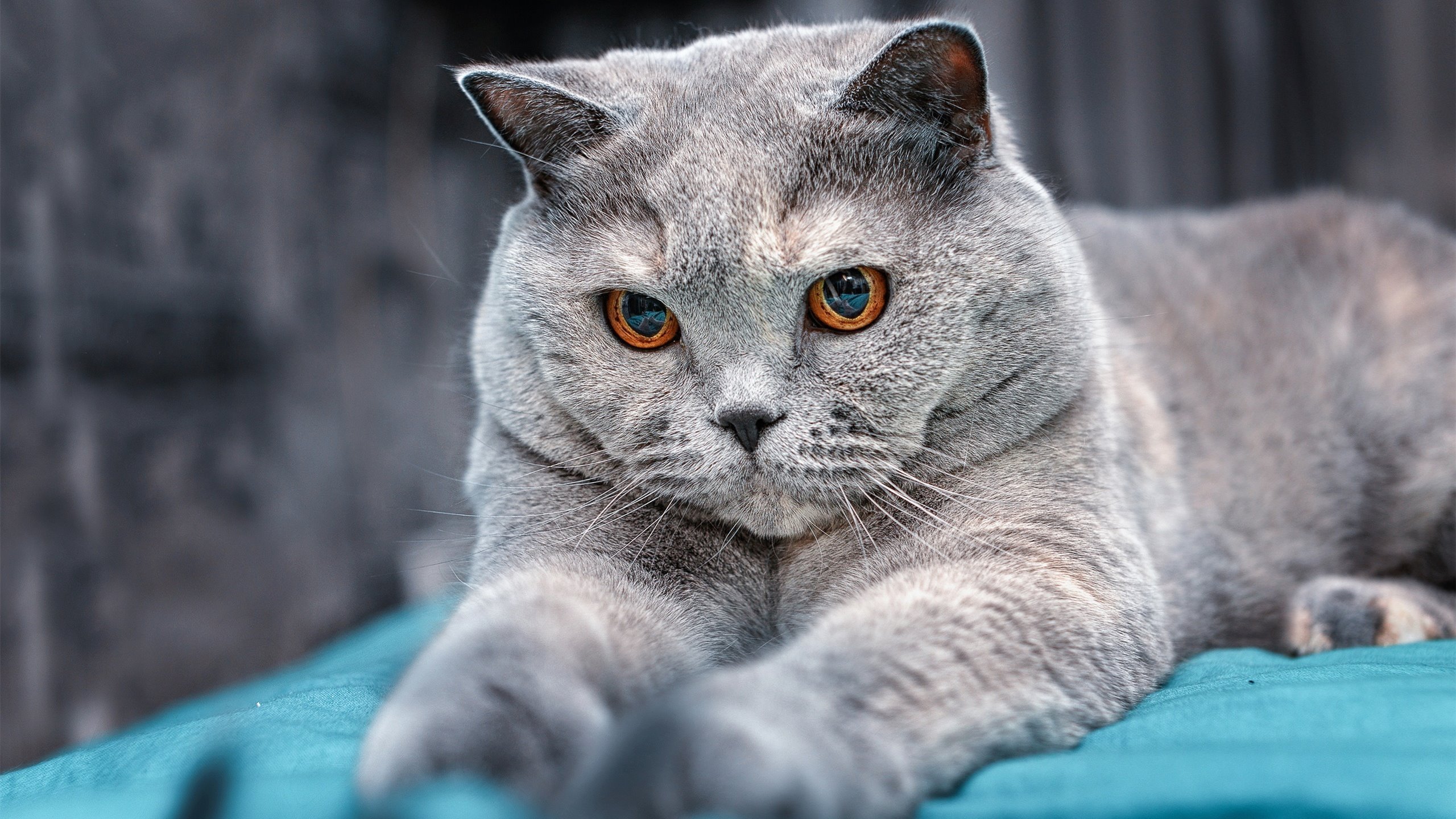 跨界对局,波兰队轻取德国队,张继科惊艳四座—一场运动美学的双星闪耀