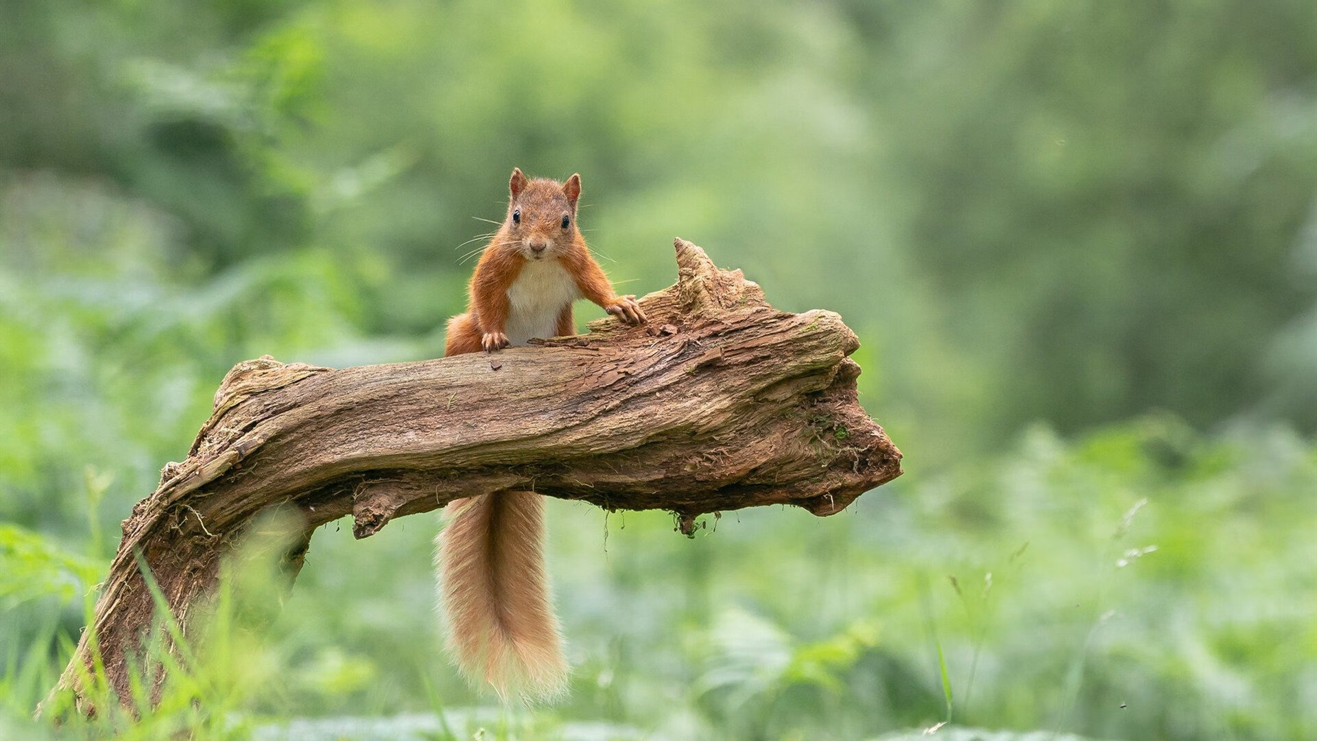 当蓝月辉光照亮红魔,一记曼城式绝杀与一个法国中场的无声统治