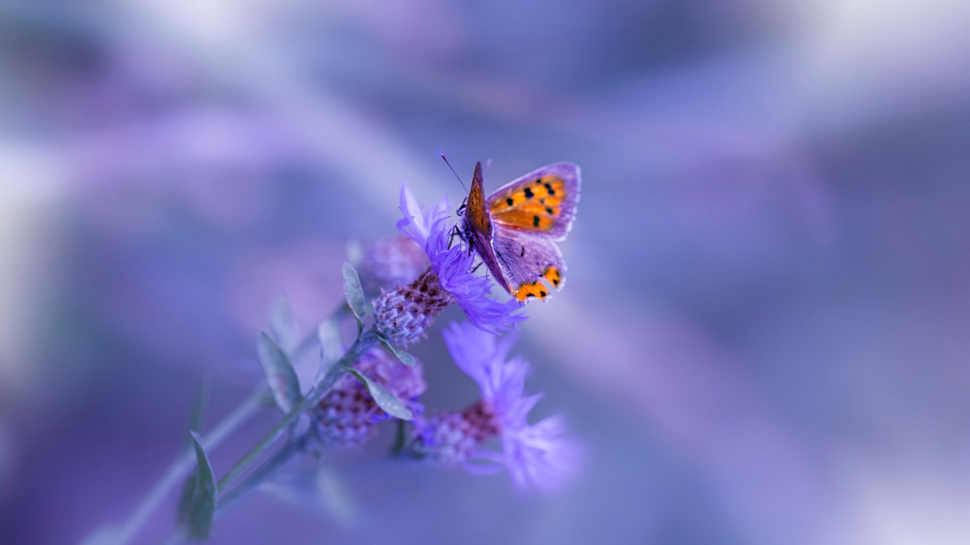 唯一性的交响,当佛罗伦萨终结芬兰,奥斯梅恩在NBA总决赛的跨界接管