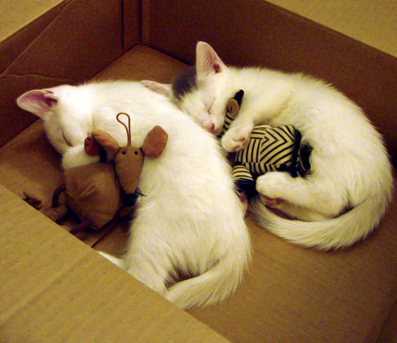 错位交锋，当德罗赞身披开拓者战袍，独行侠的星辰为何黯淡？