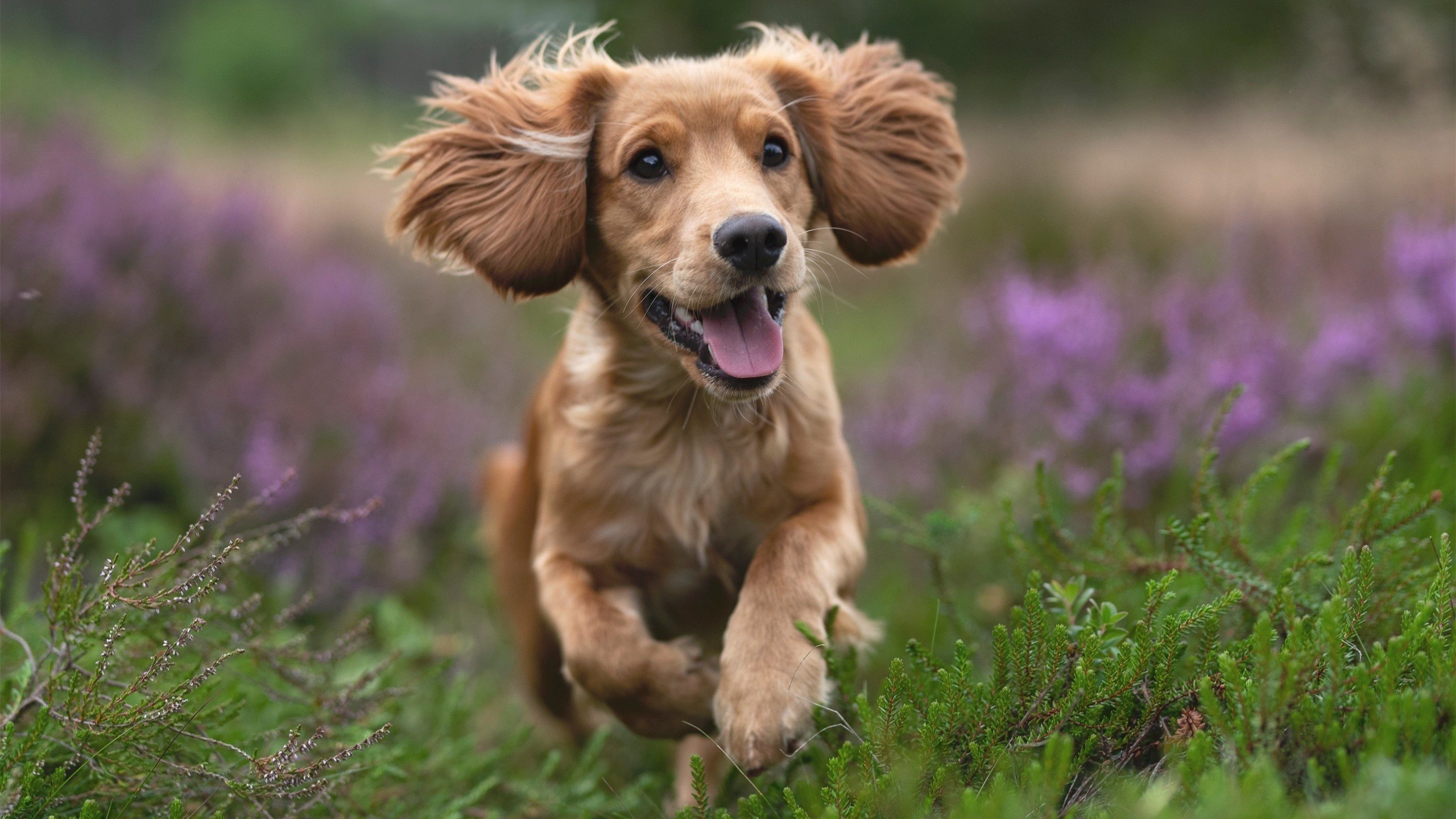 破疆!雄鹿外线风暴碾碎天山铁壁,年度焦点战显冠军相