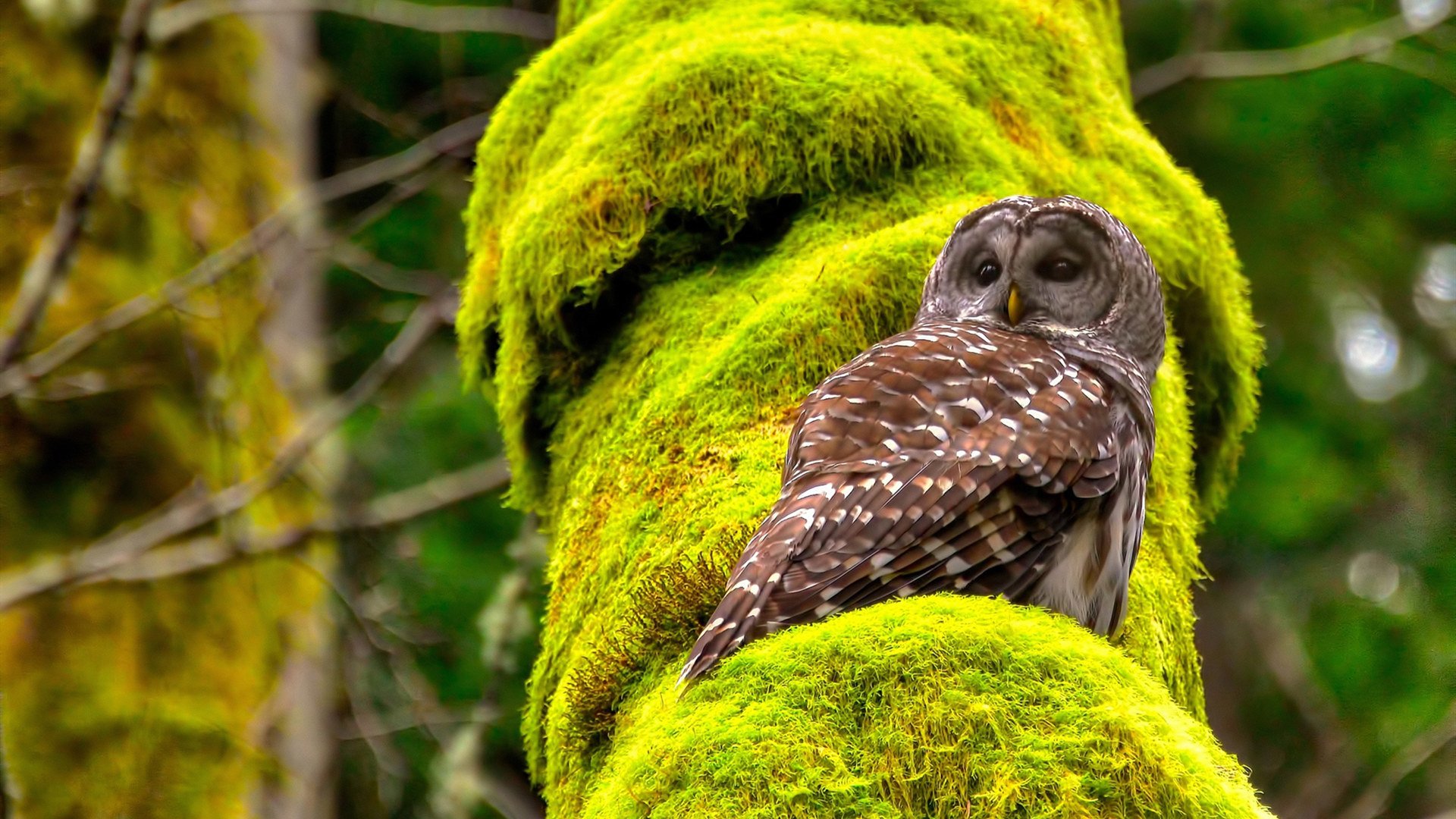逆袭的双重奏,德布劳内实力破局与几内亚足球的强行蜕变