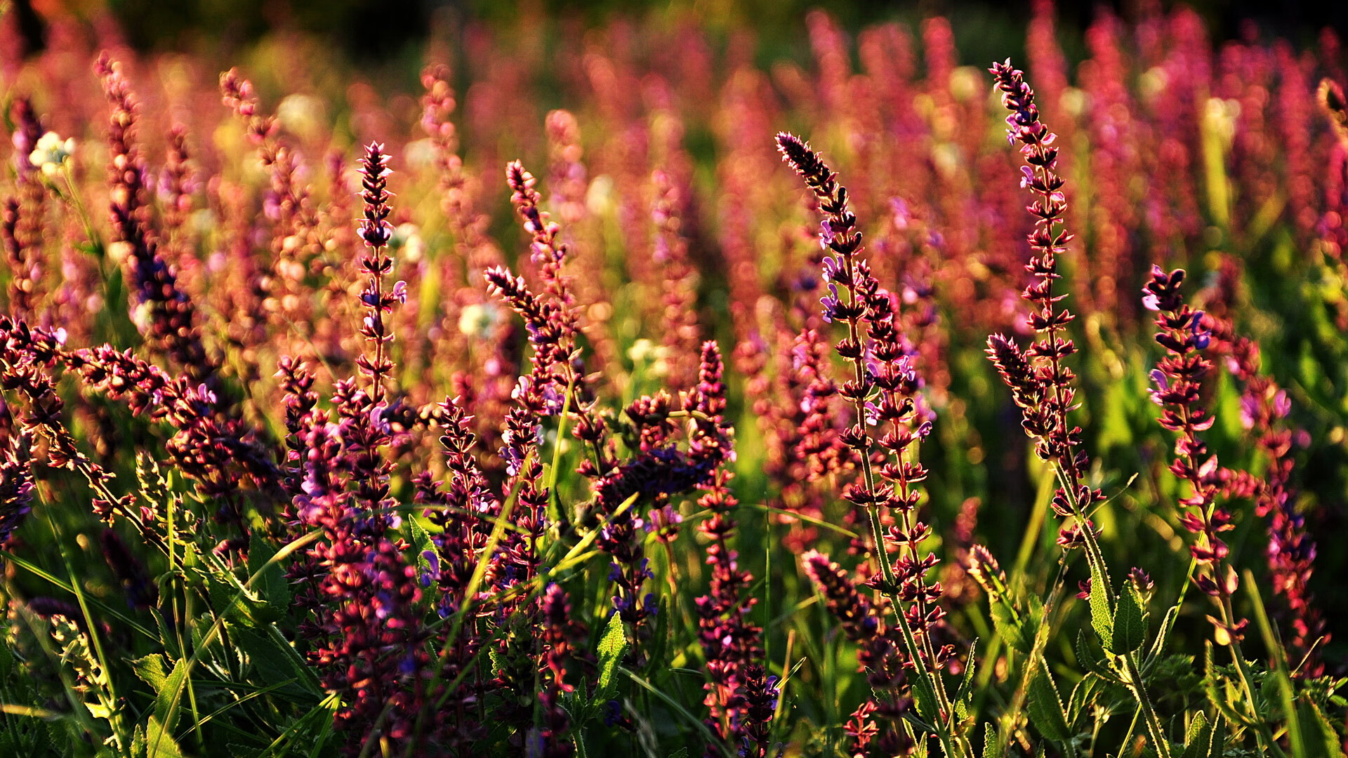 失控的秒针与唯一性的诞生,当里昂晋级之夜,卡塞米罗在另一个半球封神
