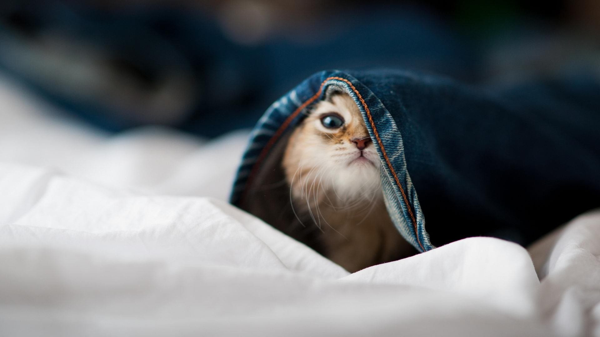 铁闸轰塌圣西罗,巴斯托尼攻防交响,墨西哥铁骑踏平米兰