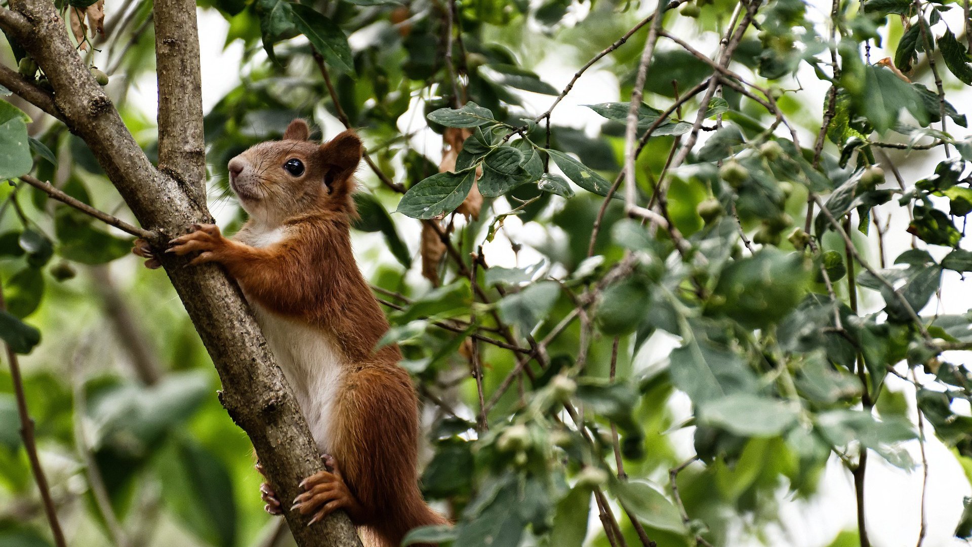 爱游戏下载-两座大山，罗德里爆射炸醒绿茵场，巴萨铁链锁死亚平宁雄鹰