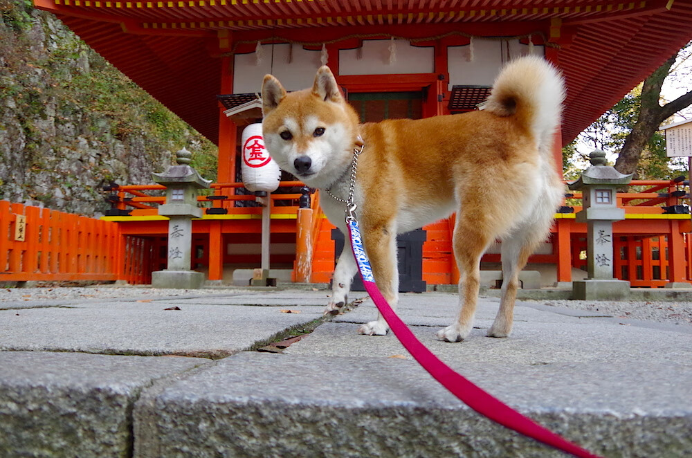 欧冠雨夜惊雷，在小贾伦指尖炸响