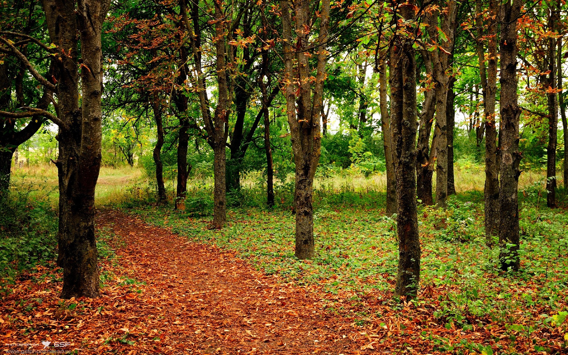 关联之刃，格列兹曼的火热状态，如何成为德国对阵喀麦隆的暗影