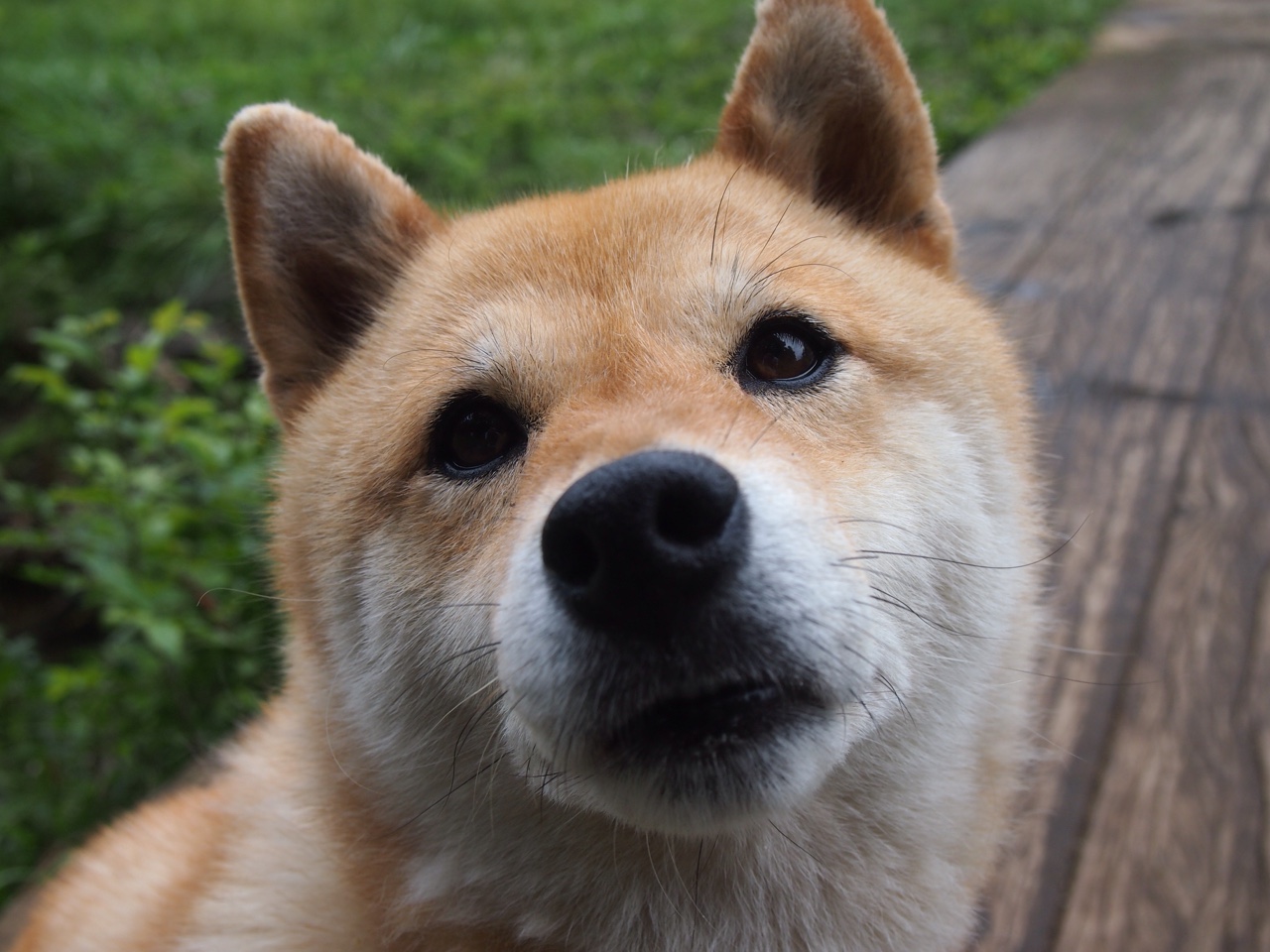 钢铁防线令休城陨落，莫兰特无解输出演绎稳定美学