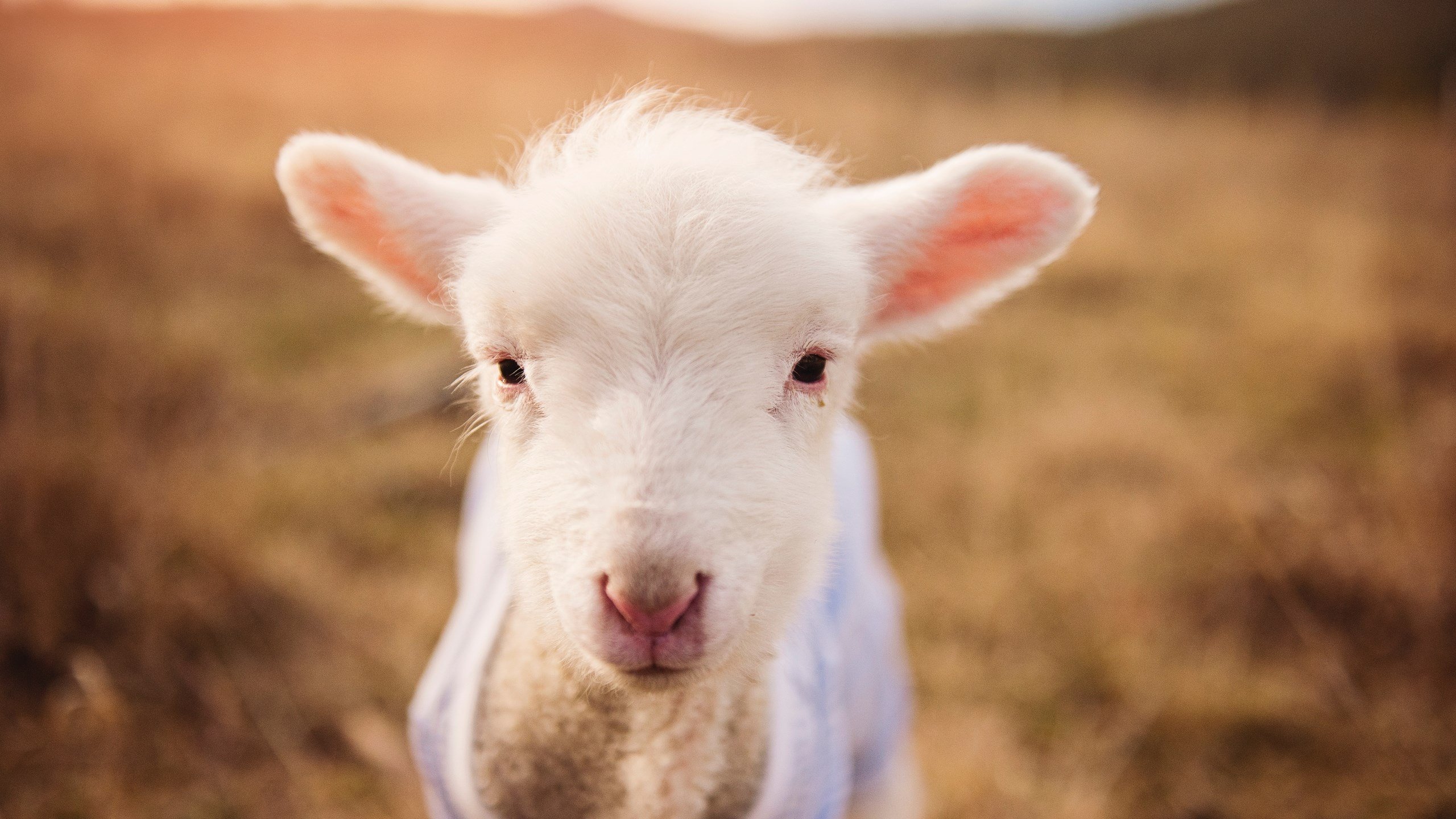 末节16分接管奥运关键战！小贾伦的夜晚与世界的转身