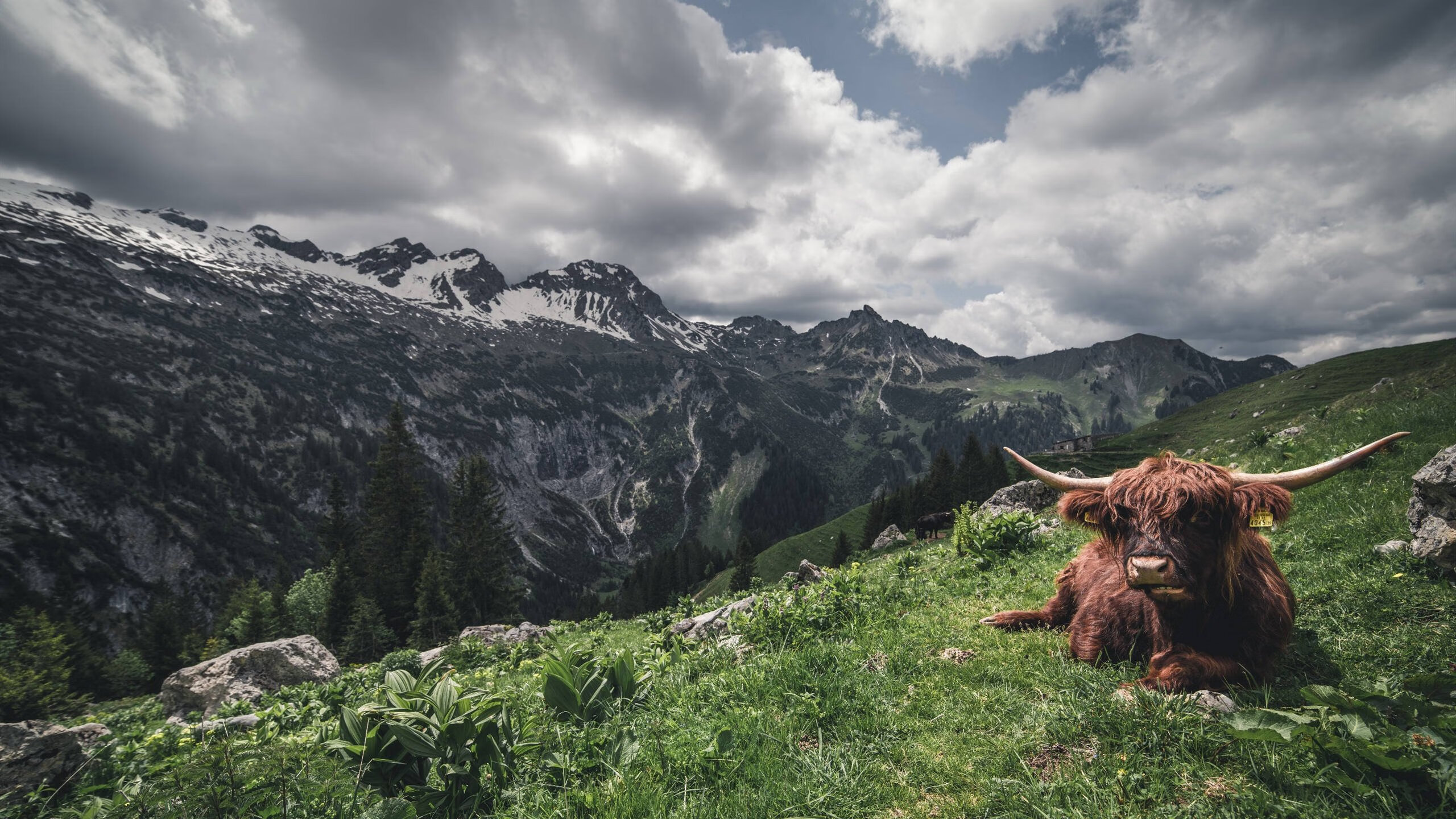 致命之刃出鞘！克莱决胜时刻斩落奇才，骑士终迎回他们的关键先生